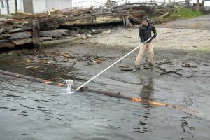 Port Angeles Parks and Recreation Department employee Eli Hammel snags a floating log blocking a portion of a city-operated boat ramp on Ediz Hook on Thursday. The log was later removed with a front loader and deposited with other woody debris nearby. (Keith Thorpe/Peninsula Daily News)