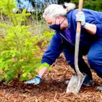 Bradi Jacobson of Agnew donated, transported and helped replant a truck bed full of Douglas fir trees to the future roadside forest at Discovery Bay on Saturday morning. (Diane Urbani de la Paz/Peninsula Daily News)
