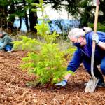 Bradi Jacobson of Agnew donated, transported and helped replant a truck bed full of Douglas fir trees to the future roadside forest at Discovery Bay on Saturday morning. (Diane Urbani de la Paz/Peninsula Daily News)