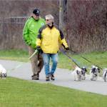 Keith Thorpe/Peninsula Daily News
Ed and Ruth Adams of Sequim walk their collection of shih tzus, from left, Angus, Ruby, Dublin, Ronan and Kenny, along a trail at the Water Reuse Demonstration Park near Carrie Blake Park in Sequim. The pair said each of the dogs had a color-coded leash to better keep track of which one was which.