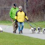 Ed and Ruth Adams of Sequim walk their collection of shih tzus, from left, Angus, Ruby, Dublin, Ronan and Kenny, along a trail at the Water Reuse Demonstration Park near Carrie Blake Park in Sequim. The pair said each of the dogs had a color-coded leash to better keep track of which one was which. (Keith Thorpe/Peninsula Daily News)