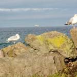 Seagulls on Ediz Hook, with the MV Coho in the distance, seem to be guardians of the Strait of Juan de Fuca. Temperatures are expected to reach 50 degrees this week, and sun breaks are likely. (Dave Logan/for Peninsula Daily News)