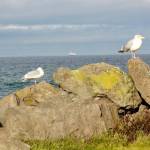 Seagulls on Ediz Hook, with the MV Coho in the distance, seem to be guardians of the Strait of Juan de Fuca. Temperatures are expected to reach 50 degrees this week, and sun breaks are likely. (Dave Logan/for Peninsula Daily News)