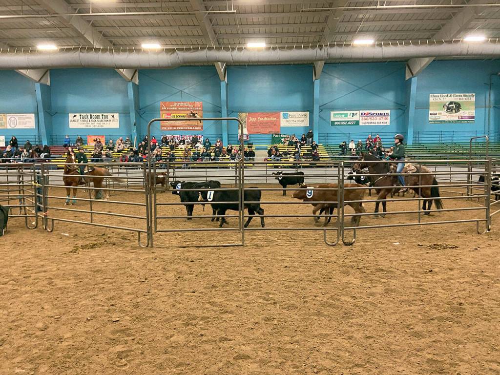 Port Angeles teammates Sydney Hutton and Haley Bishop won second place in team cow sorting at their first high school equestrian meet of the season. (Katie Salmon-Newton)