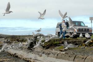 Kenneth Tachell of Port Angeles is surrounded by seagulls as he tosses out bread crumbs on Thursday at Ediz Hook in Port Angeles. Tachell said he frequently visits the sand spit to feed and admire the birds. (Keith Thorpe/Peninsula Daily News)