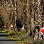 Heart signs were hung on the poplar trees lining state Highway 20 in Port Townsend on Saturday. One sign was signed by someone named Bill that declared, Save the Poplars. The signs were taken down on Sunday. City Manager John Mauro said Tuesday that city crew members did not remove the signs. The Peninsula Daily News on Monday incorrectly said that they had.(Steve Mullensky/for Peninsula Daily News)