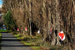 Heart signs were hung on the poplar trees lining state Highway 20 in Port Townsend on Saturday. One sign was signed by someone named Bill that declared, Save the Poplars. The signs were taken down on Sunday. City Manager John Mauro said Tuesday that city crew members did not remove the signs. The Peninsula Daily News on Monday incorrectly said that they had.(Steve Mullensky/for Peninsula Daily News)