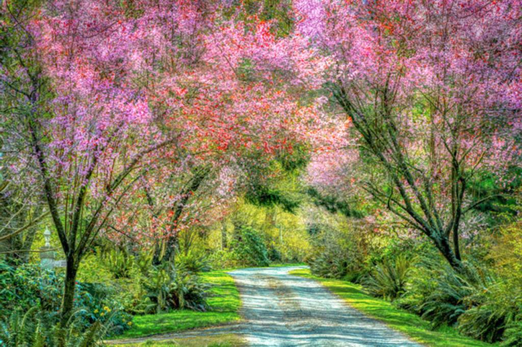 Richard Lawsons Blossom Road is on view at Gallery 9.