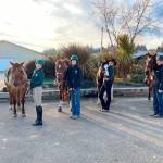 WAHSET competitors from the Sequim and Port Angeles teams get ready to compete in Versatility at the second district meet of the season held at Grays Harbor Fairgrounds are, from left, Sydney Hutton, Haley Bishop, Maggie Anderson and Libby Swanberg. (Photo by Katie Newton)