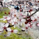 Cherry blossoms bloom from a tree in the 200 block of West Front Street in Port Angeles on Wednesday. As spring approaches, trees and flowers are beginning to emerge from the chilly slumber of winter. Spring officially begins at 8:33 a.m. on Sunday. (Keith Thorpe/Peninsula Daily News)