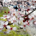 Cherry blossoms bloom from a tree in the 200 block of West Front Street in Port Angeles on Wednesday. As spring approaches, trees and flowers are beginning to emerge from the chilly slumber of winter. Spring officially begins at 8:33 a.m. on Sunday. (Keith Thorpe/Peninsula Daily News)