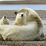 Curious Polar Bear cubs enjoy some family time in Kaktovik, Alaska. Photo by Bob and Enid Phreaner