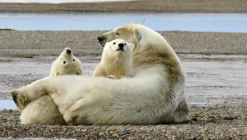 Curious Polar Bear cubs enjoy some family time in Kaktovik, Alaska. Photo by Bob and Enid Phreaner