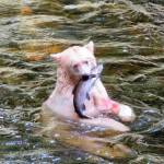 A Spirit bear enjoys his catch int he Great Bear Rain Forest, British Columbia. Photo by Bob and Enid Phreaner