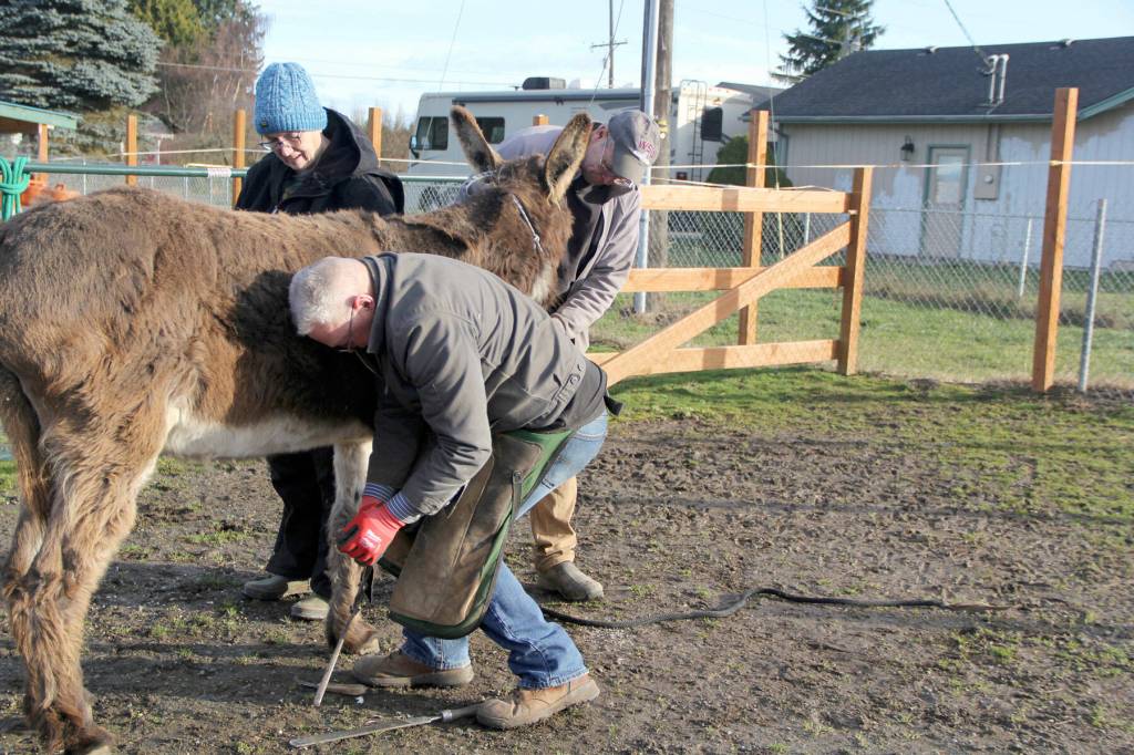Farrier Glade Rankin trims the hooves on Snickers, a donkey Tony Boaz and his wife Debra Pavlich-Boaz took in to live among their other rescued animals, after Snickers owners lost their home. (Karen Griffiths / for Peninsula Daily News)