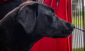 Zelenskyy watches another dog walk by from his recovery porch at Welfare for Animals Guild in Sequim. Joy Brown of WAG says the energetic canine loves his walks and is beginning to be leash-trained. Emily Matthiessen/Olympic Peninsula News Group)