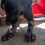 Zelenskyy, a Labrador/husky mix, is healing under the care of local veterinarians and volunteers with the Welfare for Animals Guild. (Emily Matthiessen/Olympic Peninsula News Group)
Zelenskyy, a Labrador/husky mix, recently began using his paws to hold toys, as he lost all his toenails and a lot of skin in an accident west of Port Angeles. (Emily Matthiessen/Olympic Peninsula News Group)