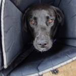 Zelenskyy, a young lab/husky mix, survived falling off a flatbed trailer he was chained to and being dragged along and is now healing at Welfare for Animals Guild in Sequim. He has to wear a cone when alone so that he wont worry at the wounds all over his body. (Emily Matthiessen/Olympic Peninsula News Group)