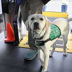 Babs, a 7-month-old lab in training for Guide Dogs for the Blind, makes her first trek up a paratransit bus ramp with her raiser Karen Tyson. (Matthew Nash/Olympic Peninsula News Group)