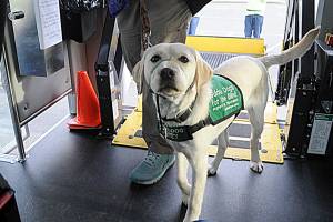 Babs, a 7-month-old lab in training for Guide Dogs for the Blind, makes her first trek up a paratransit bus ramp with her raiser Karen Tyson. (Matthew Nash/Olympic Peninsula News Group)