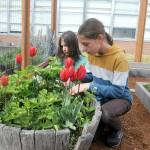 Franklin School students Theodore Miller, 8, and McHenry Miller, 12, look for ladybugs in a raised planter in the schools garden. (Keith Thorpe/Peninsula Daily News)