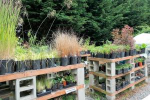 A variety of plants will be offered at the Clallam County Master Gardeners Spring Plant Sale.