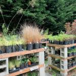 A variety of plants will be offered at the Clallam County Master Gardeners Spring Plant Sale.