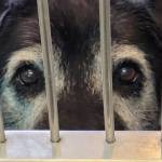 The Olympic Peninsula Humane Society has seen an increase in the past five weeks, OPHS officials said, all of them young dogs born during the COVID pandemic and most with behavioral problems. (Olympic Peninsula Humane Society)