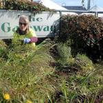 Sharon Prosser, a board member for the Port Angeles Farmers Market, pulls weeds from the welcome sign at The Gateway transit center in downtown Port Angeles during Saturdays Big Spring Spruce Up. The second annual event saw teams cleaning around the downtown area in an activity hosted by ElevatePA, the Port Angeles Regional Chamber of Commerce and the city of Port Angeles. (Keith Thorpe/Peninsula Daily News)