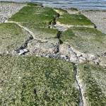 Deep fissures and missing chunks of concrete mark the Gardiner boat ramp that was constructed during the Johnson administration. (Paula Hunt/for Peninsula Daily News)