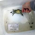 Washington Sea Grant Volunteers with Washington Sea Grant have captured a male European green crab Seabeck in Kitsap County, the first known detection of European green crabs in Hood Canal.