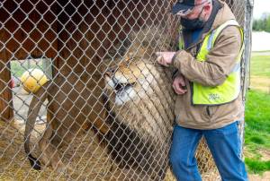 Samson the lion enjoys a scratch from Robert Beebee, president of the Sequim Game Farm. Samson is 8 and loves watching people and observing their activities, Beebee said. This year marks the 50th anniversary of the Olympic Game Farm opening to the public. The facility operates by driving tours only, although the walking tour areas  petting farm, freshwater aquarium, reptile house, studio barn and observation tower  are slated to open in the summer. Spring hours are from 9 a.m. to 4 p.m. daily.
