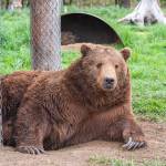 Fum is a 26-year-old Kodiak brown bear.