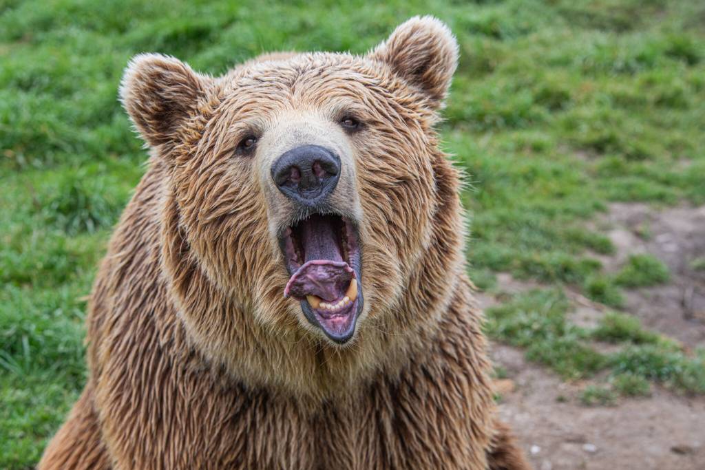 Yuri is a 5-year-old brown bear.