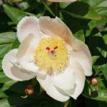 Irrigated peony. (Leslie A Wright)