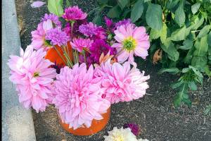 Photo Andrew May.... Here is a prime example of the diversity of Dahlia's as cut flowers not only strong stems but an amazing array of colors shapes and sizes.