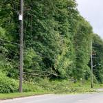 A tree came down through power lines on Marine Drive on Thursday morning in Port Angeles. (Keith Thorpe/Peninsula Daily News)