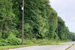A tree came down through power lines on Marine Drive on Thursday morning in Port Angeles. (Keith Thorpe/Peninsula Daily News)