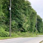 A tree came down through power lines on Marine Drive on Thursday morning in Port Angeles. (Keith Thorpe/Peninsula Daily News)