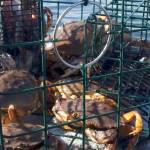 Puget Sound Anglers-North Olympic Peninsula chapter
A full Dungeness crab pot awaits crabbers during a run to check pots on the Strait of Juan de Fuca last summer.
