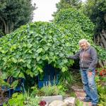 Kathy Kunc of Port Townsend shows off the 150-year-old Camperdown Elm, which was featured Saturday as part of the Secret Garden Tour hosted by the Jefferson County Masters Gardeners Foundation. Every Camperdown in the world is part of the original. It was first grown in 1640 by the Earl of Camperdown, in Dundee, Scotland, when he noticed a branch growing on the floor of his elm forest. He grafted it to a Scotch elm tree and it took hold, producing the first Camperdown Elm. (Steve Mullensky/for Peninsula Daily News)