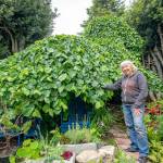 Kathy Kunc of Port Townsend shows off the 150-year-old Camperdown Elm, which was featured Saturday as part of the Secret Garden Tour hosted by the Jefferson County Masters Gardeners Foundation. Every Camperdown in the world is part of the original. It was first grown in 1640 by the Earl of Camperdown, in Dundee, Scotland, when he noticed a branch growing on the floor of his elm forest. He grafted it to a Scotch elm tree and it took hold, producing the first Camperdown Elm. (Steve Mullensky/for Peninsula Daily News)