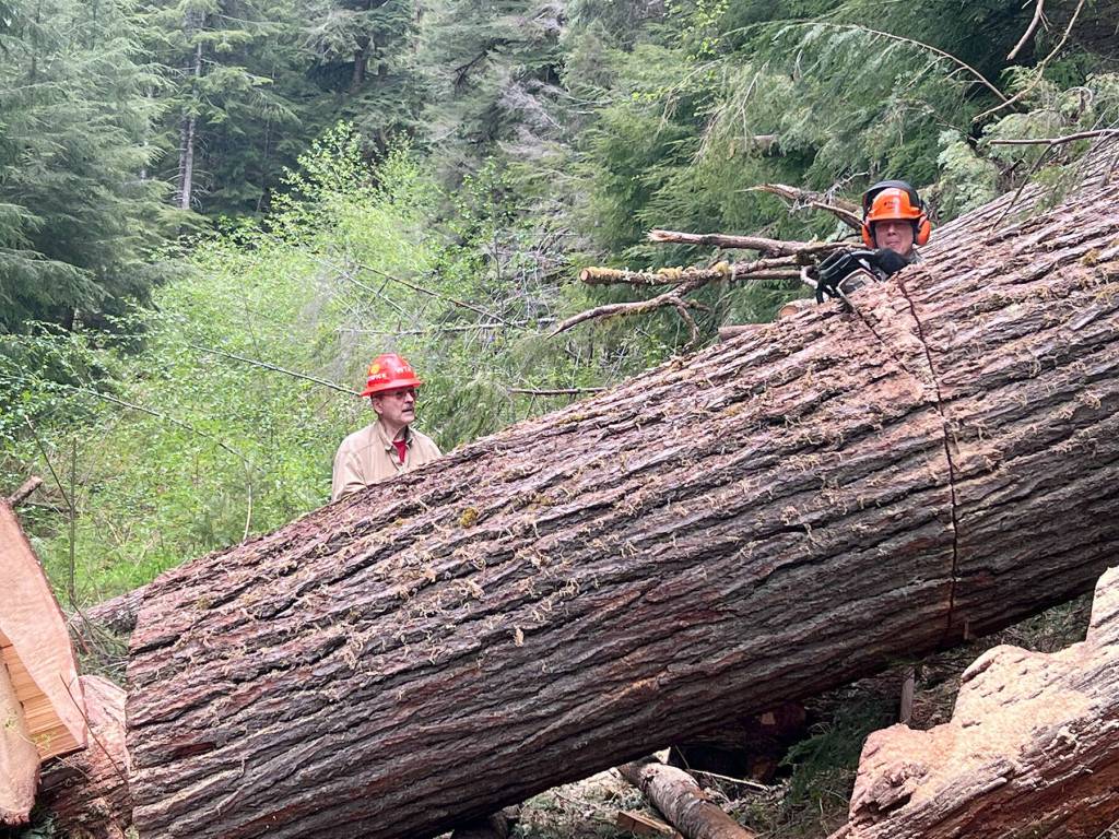 Washington Trail Association certified sawyer Paul Toothpick Hornberger watches as Bernt Ericsen makes one of several cuts to help move a massive log off an Olympic National Forest Service trail near LaBar Horse Camp. (Photo courtesy Bob Hoyle)