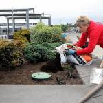 Mary Kelsoe of the Port Angeles Garden Club spreads topsoil in one of the decorative planters along the Esplanade along the Port Angeles waterfront on Wednesday. The planters, known as Billie Loos Garden after a longtime garden club member, are regularly maintained by fellow club members. (Keith Thorpe/Peninsula Daily News)
