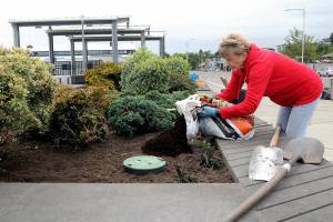 Mary Kelsoe of the Port Angeles Garden Club spreads topsoil in one of the decorative planters along the Esplanade along the Port Angeles waterfront on Wednesday. The planters, known as Billie Loos Garden after a longtime garden club member, are regularly maintained by fellow club members. (Keith Thorpe/Peninsula Daily News)
