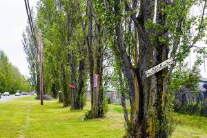 Popular poplar trees on Port of Port Townsend property along the south side of Sims Way in Port Townsend are adorned with Italian names as a result of the Adopt-a-Poplar program instituted by the Gateway Poplar Alliances efforts to save them from being cut down. For a donation, a person can choose which poplar to adopt and which Italian name, $50 for a female name and $100 for a male name to be displayed. (Steve Mullensky/For Peninsula Daily News)