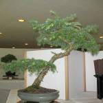 This bonsai is one of many bonsai trees on display on July 2 from the Dungeness Bonsai Society in Pioneer Memorial Parks clubhouse. (Ron Quigley)