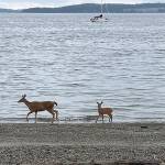 A doe and its fawn make tracks on the beach Tyler Street Plaza in Port Townsend. (Steve Mullensky/for Peninsula Daily News)