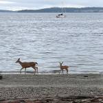 A doe and its fawn make tracks on the beach Tyler Street Plaza in Port Townsend. (Steve Mullensky/for Peninsula Daily News)