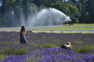 Visitors align a photo-op at Washington Lavender Farm in July 2020. The farm hosts its free festival for two weeks with vendors from July 8-17 as many farms, community groups and businesses prepare events for Sequim Lavender Weekend July 15-17. (Matthew Nash/Olympic Peninsula News Group)